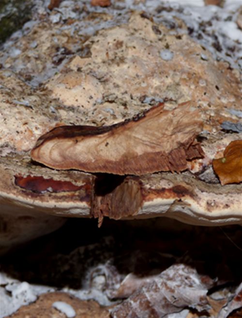 The beige flesh and brown tube layer (plus white spore) distinguish this fungus from other species 